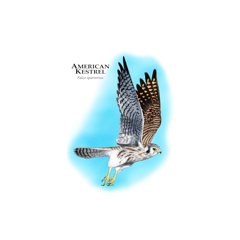 CafePress American Kestrel Rectangle Bumper Sticker Car Decal