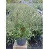 Cotoneaster dammeri 'Coral Beauty' (Coral Beauty Cotoneaster) Shrub, 3 -