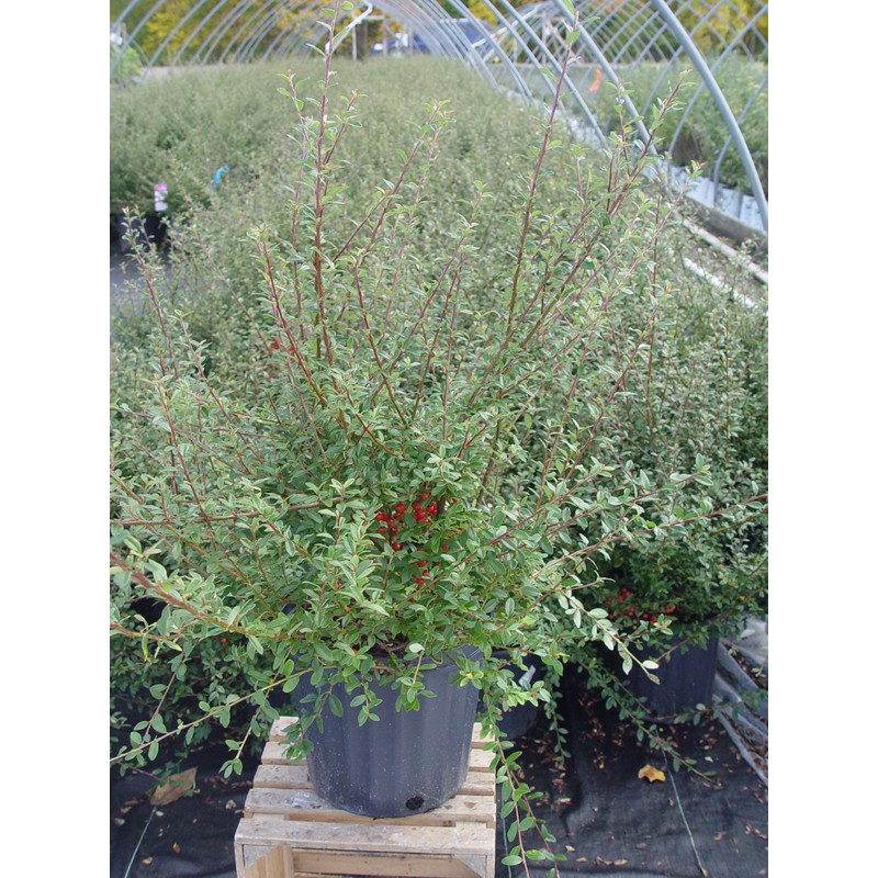 Cotoneaster dammeri 'Coral Beauty' (Coral Beauty Cotoneaster) Shrub, 3 -