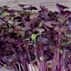Re-usable Self-Watering Mini Microgreens Growing Trays - 2 Trays -