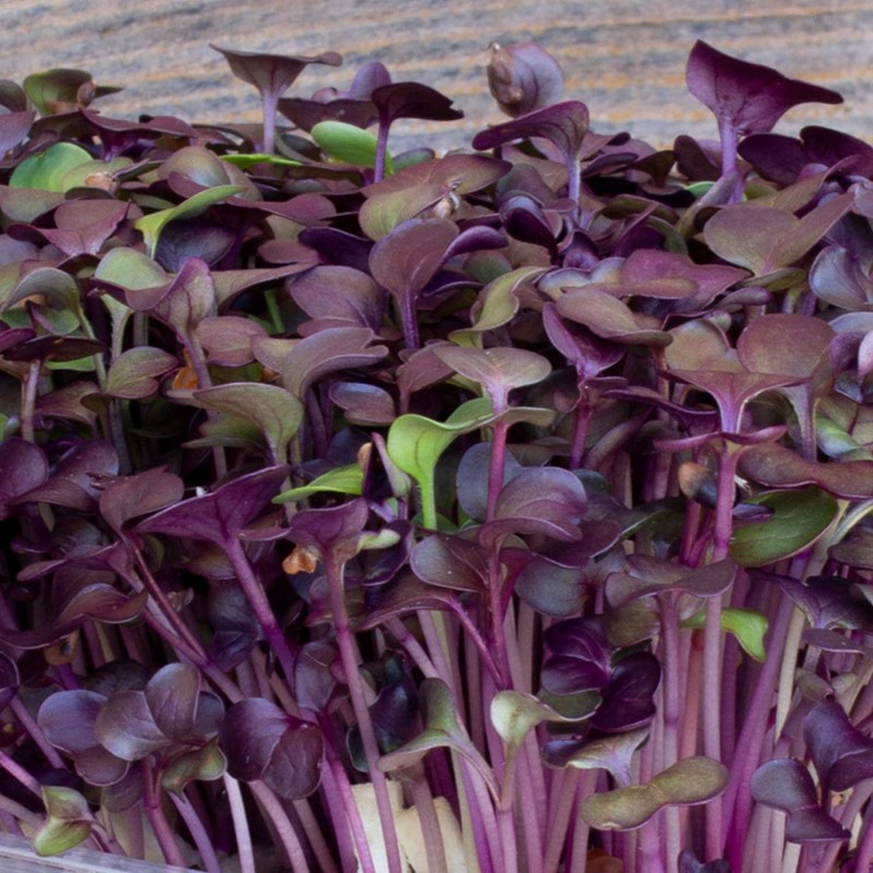 Re-usable Self-Watering Mini Microgreens Growing Trays - 2 Trays -