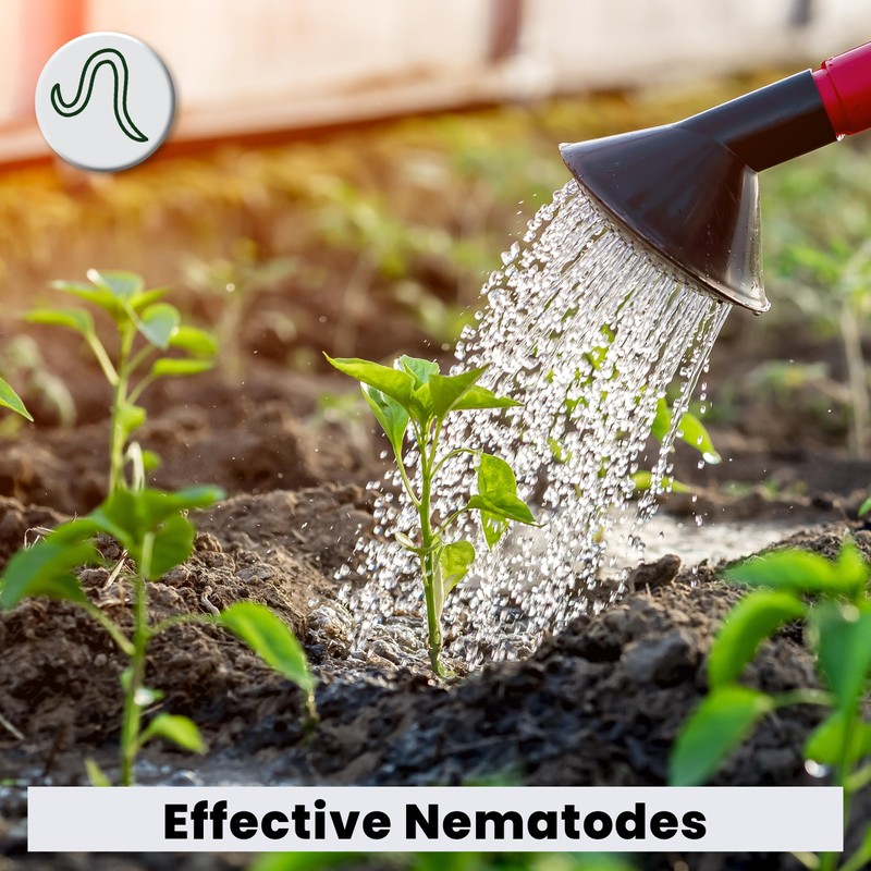 The Environmental Factor Nematodes Organic Insect Control Pot Popper, Controls