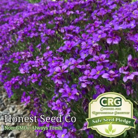 Honest Seed Co 200+ Purple Rock Cress Seeds | Lilac Bush Perennial Groundcover Garden Seeds USA