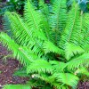 Ferns 20 Christmas Fern Root Systems, Christmas Dagger - Polystichum