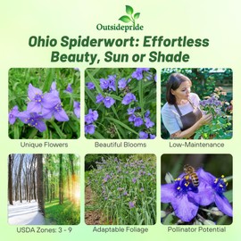 Outsidepride Spiderwort Seeds - 2000 Pcs. Perennial, Drought Tolerant & Low Maintenance, Flower Seeds for Planting Dark-Green Foliage & Blue-Violet Clustered Blooms, Great for Pollinator Gardens