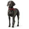 HUNTER Aalborg Dog Collar, Colour: Orange, Robust and Durable Leather,