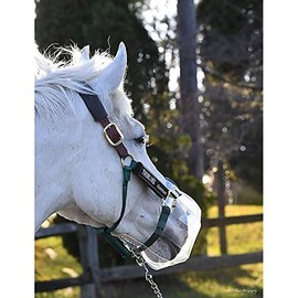 Thinline Flexible Filly Slow Feed Grazing Muzzle - Clear PVC, Horse, All Breeds, Clear