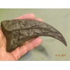 NEW Deinonychus Jurassic park unrestored velociraptor claw replica 7in brown
