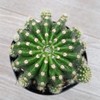 Echinobivia Hybrid Rainbow Bursts Cacti Cactus Succulent Real Live Plant