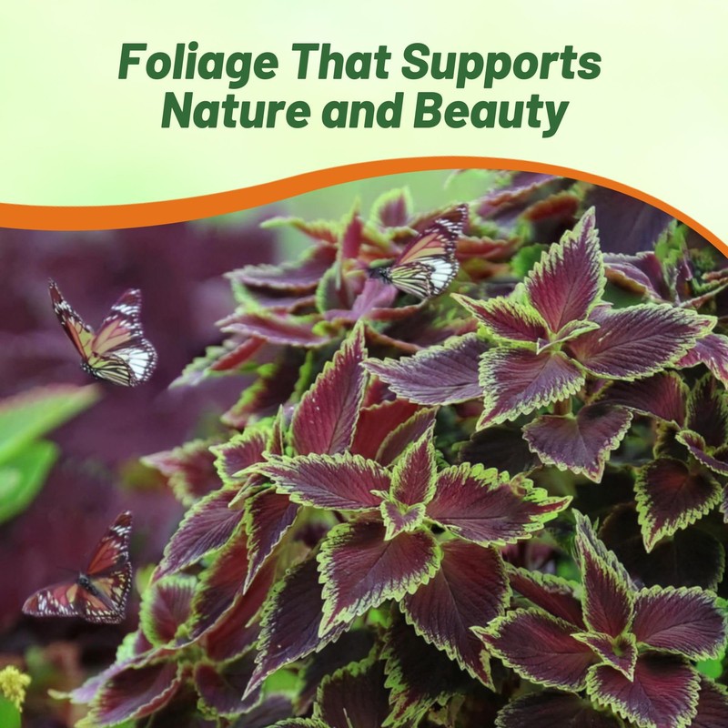 Outsidepride Chocolate Mint Coleus Seeds for Planting - 20 Pcs