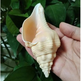 Large Natural West Indian Chank Seashell Rare Real Beach Home Deco 4-5" In Large