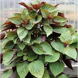 Perilla Frutescens Seeds, Hạt giống Tía Tô Viet NAM, Asian Herb Non-GMO Rau Tia to Vietnamese Herb, LÁ TÍA TÔ (Vietnamese Perilla)