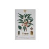 Maxwell & Williams Royal Botanic Gardens Australian Botanics Tea Towel
