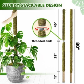 DUSPRO 80 Inches Large Moss Pole for Plants Monstera, Plant Stakes for Indoor Plants, Monstera Plant Support, Plant Support/Plant Pole for Big Climbing Plants Indoor (1pc., 80'')