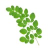 Dried Moringa Leaves Powder, 100g / 3.5oz Premium Quality, Green