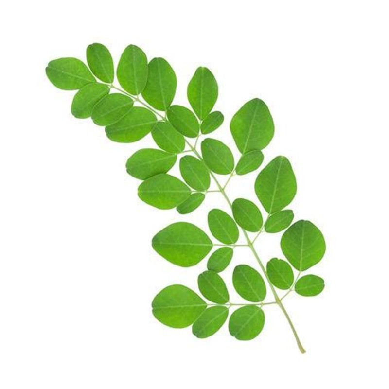 Dried Moringa Leaves Powder, 100g / 3.5oz Premium Quality, Green