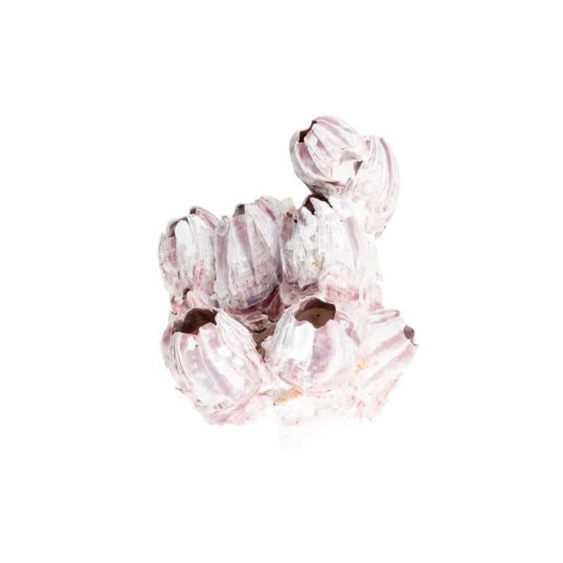 Nadeco® Seepocken 15 cm | Barnacle | Balanidae | Maritime