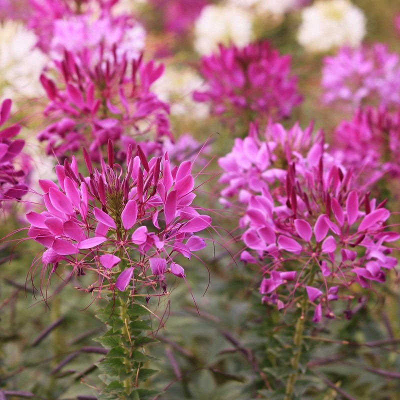 Outsidepride Cleome Violet - 1000 Seeds