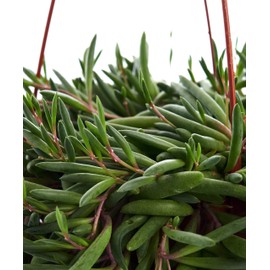 Shop Succulents | Trailing Collection | Ruby Necklace Unique Cascading, Hand Selected Fully Rooted Live Indoor Succulent Plant in a 4" Grow Pot, 4"