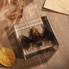Taxidermy Bat, Real Bat Specimens Animal Specimen in Resin for