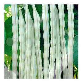 Chinese White Pole Bean 15g Asian Chinese BaiBuLao LaoLaiShao Haricot Garden Seeds for Planting 白不老 老来少架豆 白架豆 芸豆 四季豆种子
