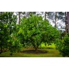 Tree Persian/Tahiti/Bearss Lime Tree - 24-36" Live Plant - Potted