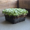 Genovese Basil Microgreens Seeds - 4 oz ~ 64,000 Seeds
