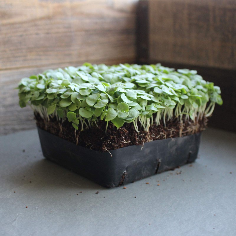 Genovese Basil Microgreens Seeds - 4 oz ~ 64,000 Seeds