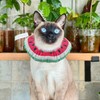 1 Piece Watermelon Anti-Licking Ring And 1 Piece Collar, Creative
