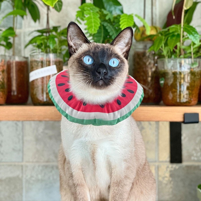 1 Piece Watermelon Anti-Licking Ring And 1 Piece Collar, Creative