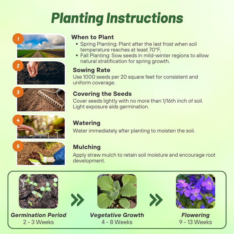 Outsidepride Cascade Blue Aubrieta Rock Cress Seeds - 2000 Pcs