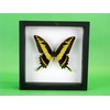 asiahouse24 A Real Exotic Prepared Butterfly in Picture Frame Wall