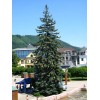 The Jonsteen Company Blue Spruce | Small Tree Seedling |