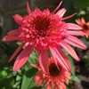 YOKEBOM Raspberry Echinacea Plant Live Double Pink Coneflower Starter Plant