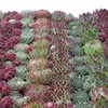 Hens & Chicks- 25 Seeds by OrginBud
