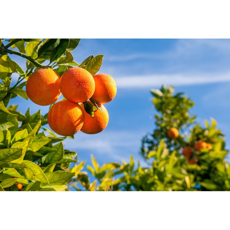 Baronessa Cali Tarocco Sicilian Blood Oranges Moisturizing Shampoo for Shiny