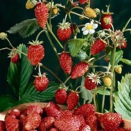Seeds Alpine Strawberry Aleksandria Red Everbearing Indoor Berries Fruits for Planting Non GMO