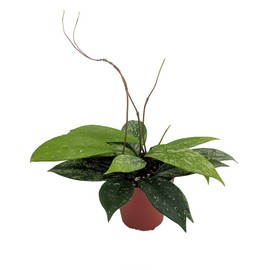 Rare Pubicalyx Wax Plant - Hoya - Collector's Series - 4" Pot