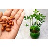 Seeds Spanish Peanut 10 Seeds to Grow Annual Warm-Season Plant