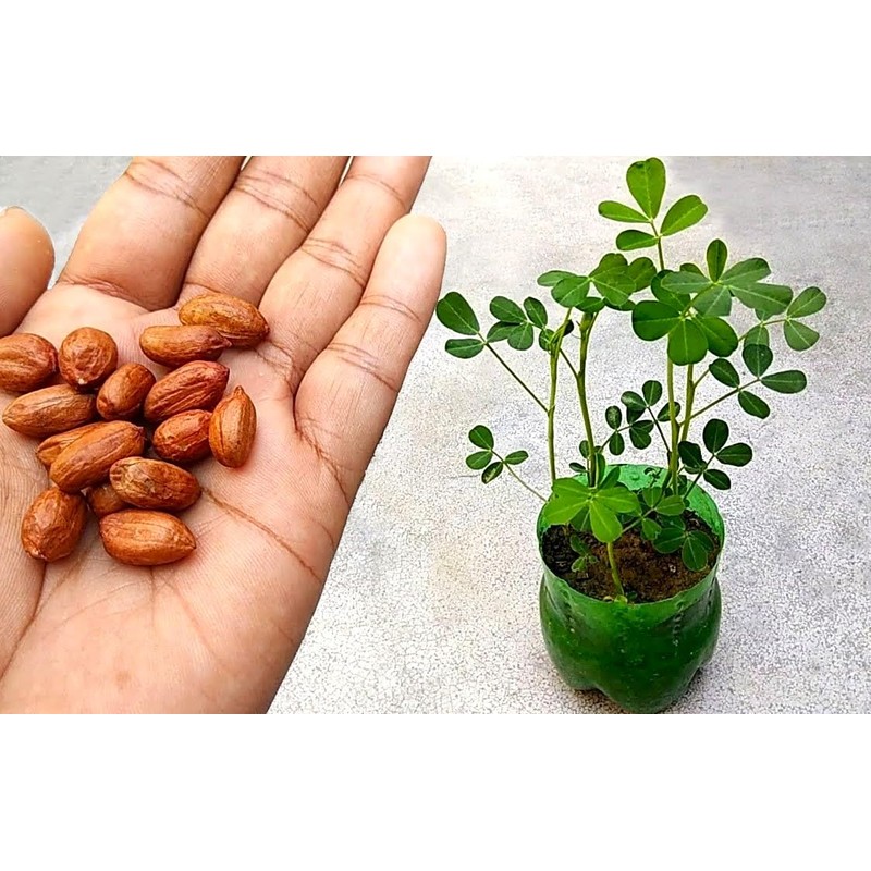 Seeds Spanish Peanut 10 Seeds to Grow Annual Warm-Season Plant