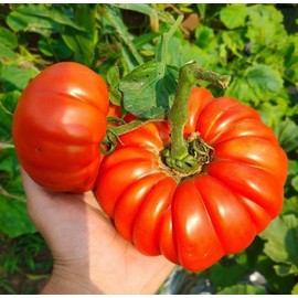 100PCS Beefsteak Tomato Seeds Non-GMO Open-Pollinator Vegetable Seeds Heirloom