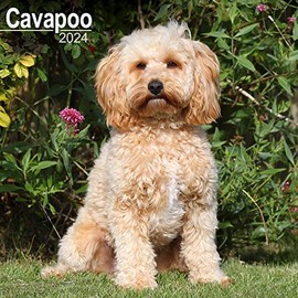 Cavapoo Calendar - Dog Breed Calendars - 2023 - 2024 Wall Calendars - 16 Month Wall Calendar by Avonside