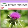 SAFLAX - Medicinal Plants - Milk Thistle - 75 Seeds