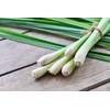 NIKA SEEDS - Seeds Herb Lemongrass - 50 Seeds