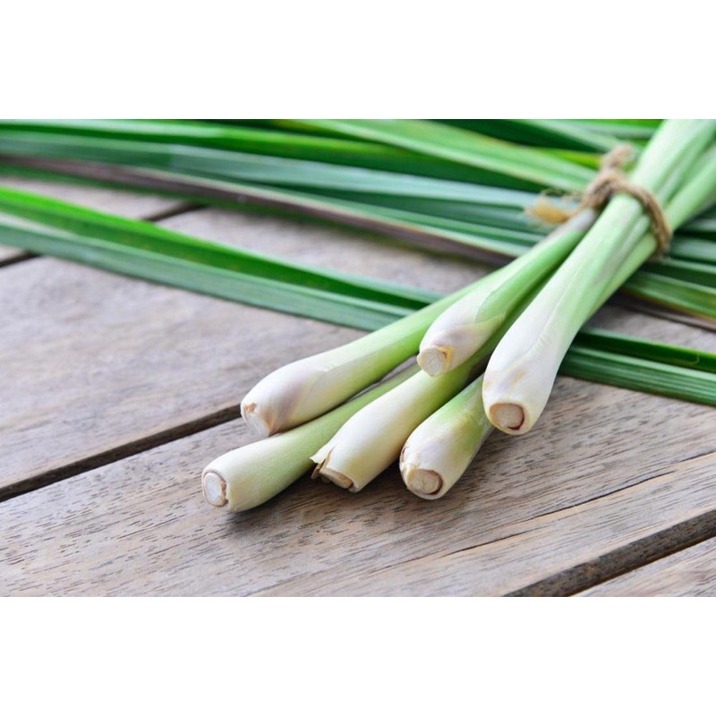 NIKA SEEDS - Seeds Herb Lemongrass - 50 Seeds