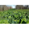 Deer Food Plot Supplies From Real World Wildlife Products RWWP