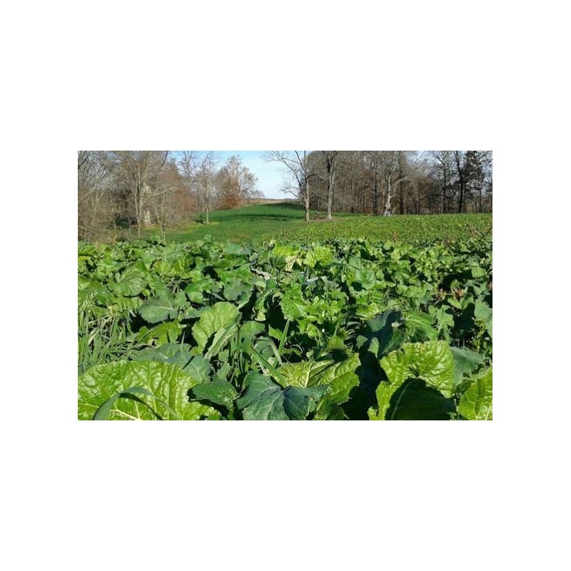 Deer Food Plot Supplies From Real World Wildlife Products RWWP