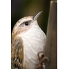 WILDLIFEGARDEN Wildlife Garden WG4443 DecoBird Forest Tree Runner - Hand