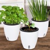 ONVAYA® Herb Pot Self-Watering | Water Level Readable | Set