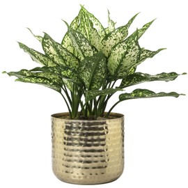 MyGift 6-Inch Shiny Brass Tone Metal Plant Pot with Hammered Texture, Cylindrical Indoor Succulent Planter - Handcrafted in India